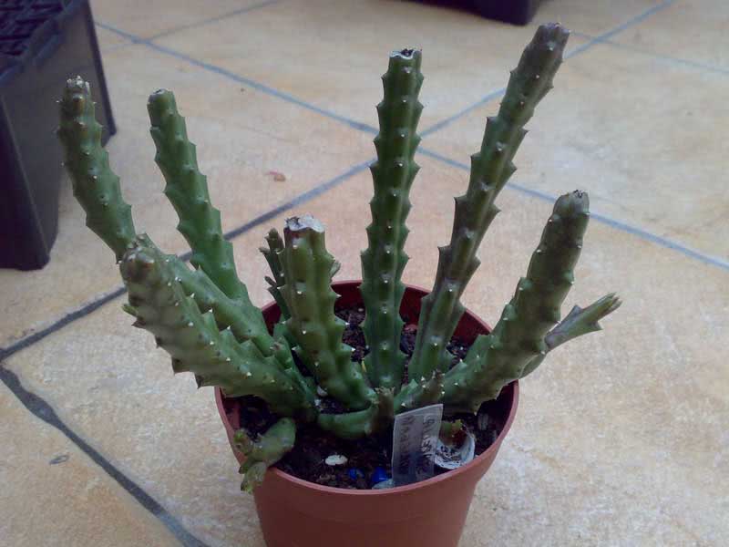 Stapelia variegata / Stapelia variegated סטפליה variegata / stapelia מוטלי