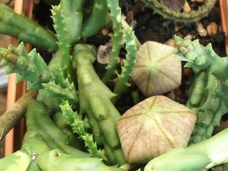 Stapelia variegata / Stapelia variegated סטפליה variegata / stapelia מוטלי