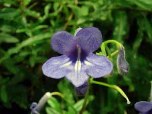 Streptocarpus