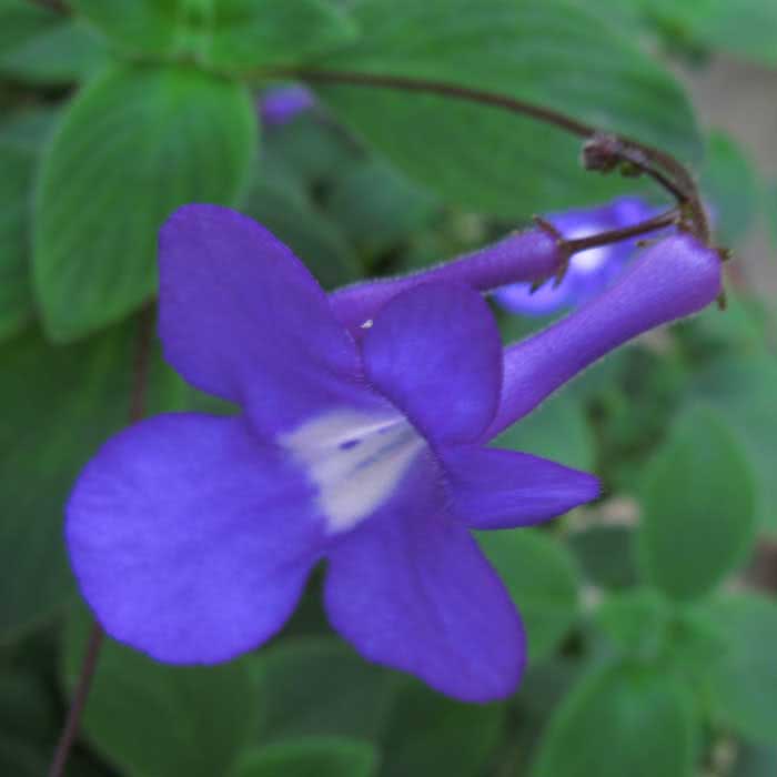 Streptocarpus caulescens / haste de streptocarpus Streptocarpus caulescens / streptocarpus do caule