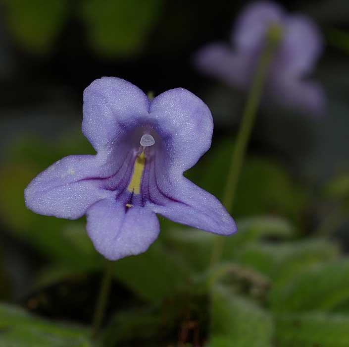 Streptocarpus cyaneus / Streptocarpus Cornflower Streptocarpus cyaneus / estreptocarpus azul-centáurea