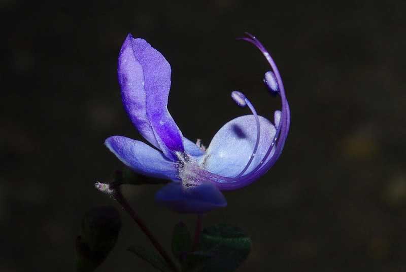 Streptocarpus cyaneus / Streptocarpus Cornflower Streptocarpus cyaneus / estreptocarpus azul-centáurea
