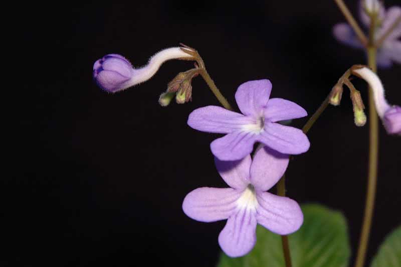 Streptocarpus johannis / Streptocarpus johannis Streptocarpus johannis / Streptocarpus johannis