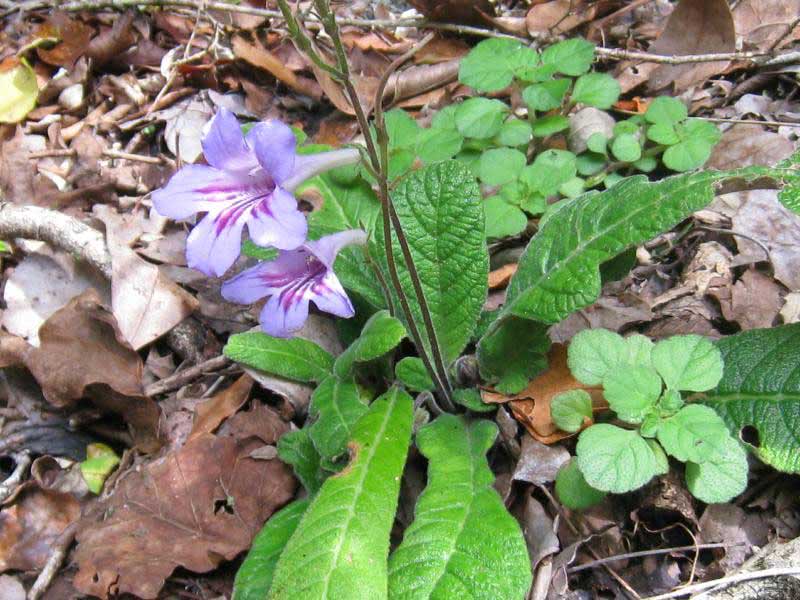 Streptocarpus primulifolius / streptocarpus primrose Streptocarpus primulifolius / primrose streptocarpus