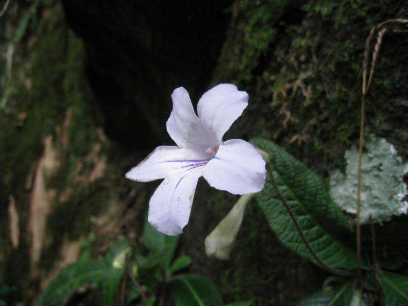 Streptocarpus rexii / streptocarpus king Streptocarpus rexii / estreptocarpus do rei