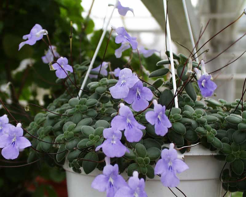 Streptocarpus saxorum / Streptocarpus rochoso Streptocarpus saxorum / Rocky Streptocarpus