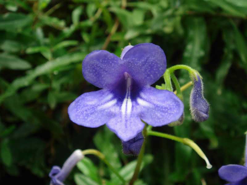 Streptocarpus wendlandii / Streptocarpus Wendlandii Streptocarpus wendlandii / Streptocarpus Wendlandii