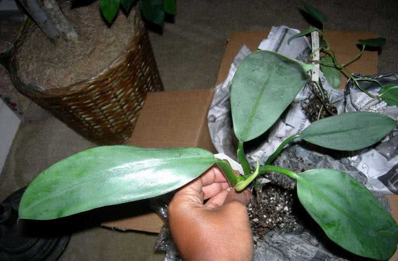 Syngonium auritum / syngonium auricular Syngonium auritum / syngonium auricular