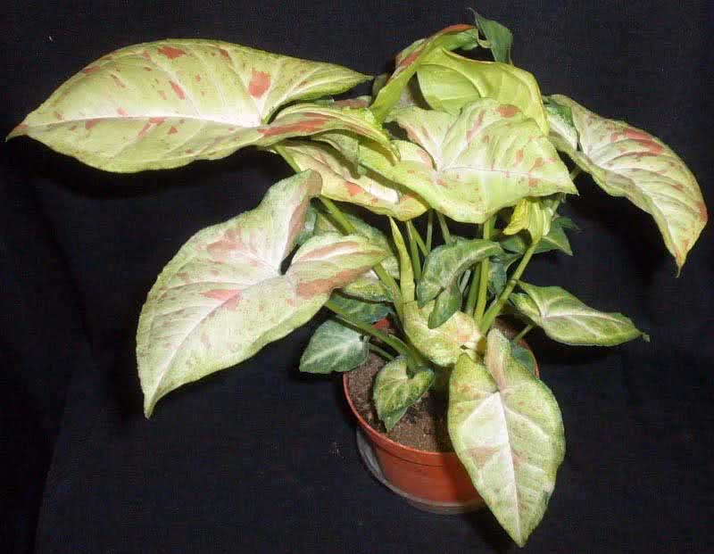 Syngonium podophyllum / leg-leaved syngonium Syngonium podophyllum / leg-leaved syngonium