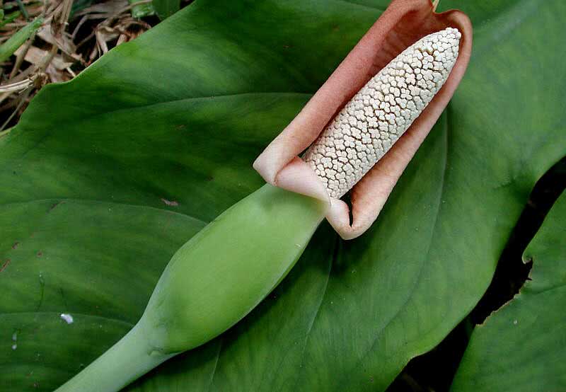 Syngonium podophyllum / leg-leaved syngonium Syngonium podophyllum / leg-leaved syngonium