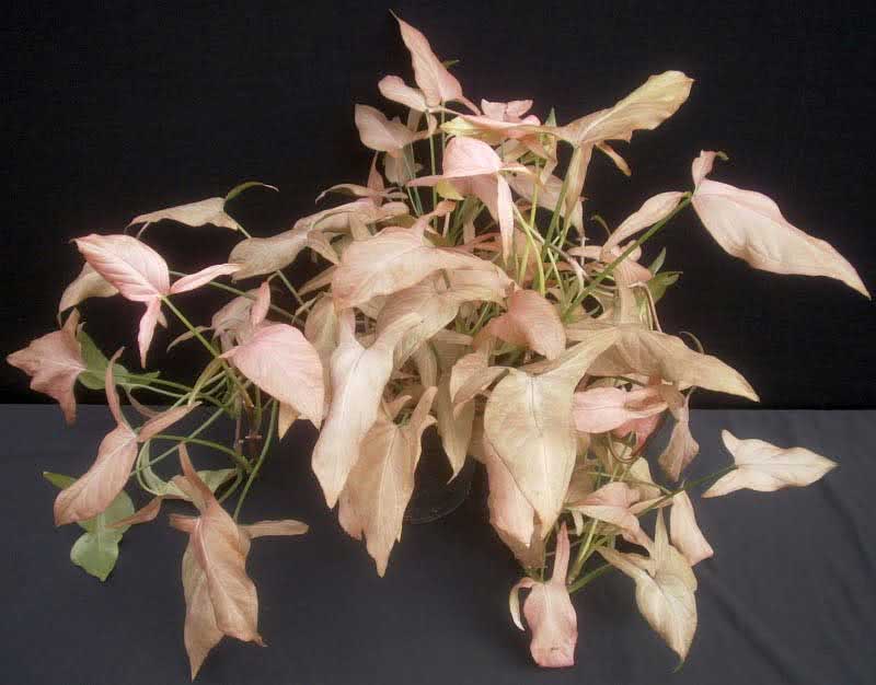 Syngonium podophyllum / leg-leaved syngonium Syngonium podophyllum / leg-leaved syngonium