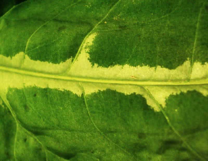 Syngonium wendlandii / Syngonium Wendlandii Syngonium wendlandii / Syngonium Wendlandii