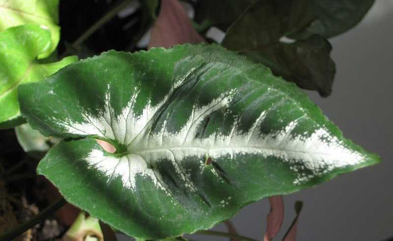 Syngonium wendlandii / Syngonium Wendlandii Syngonium wendlandii / Syngonium Wendlandii