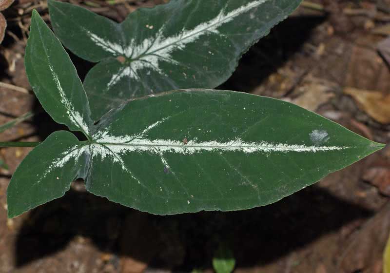 Syngonium wendlandii / Syngonium Wendlandii Syngonium wendlandii / Syngonium Wendlandii