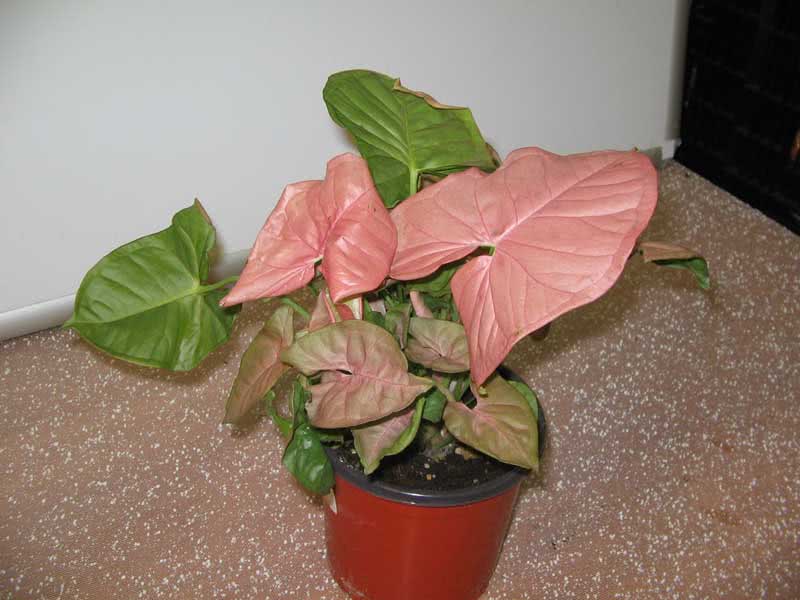 Syngonium wendlandii / Syngonium Wendlandii Syngonium wendlandii / Syngonium Wendlandii