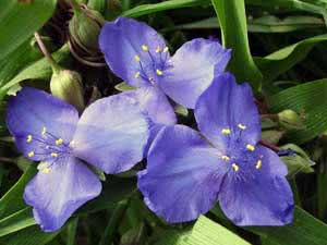 Tradescantia