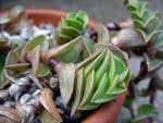Tradescantia