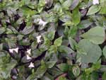Tradescantia