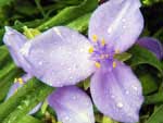Tradescantia