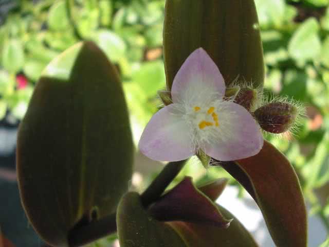 Tradescantia blossfeldiana / Tradescantia Blossfeld Tradescantia blossfeldiana / Tradescantia Blossfeld