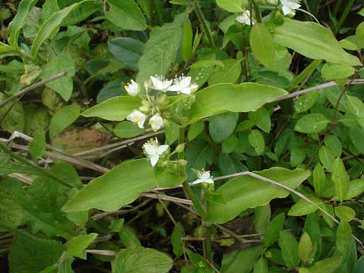Tradescantia fluminensis / riverine tradescantia Tradescantia fluminensis / ribeirinho Tradescantia