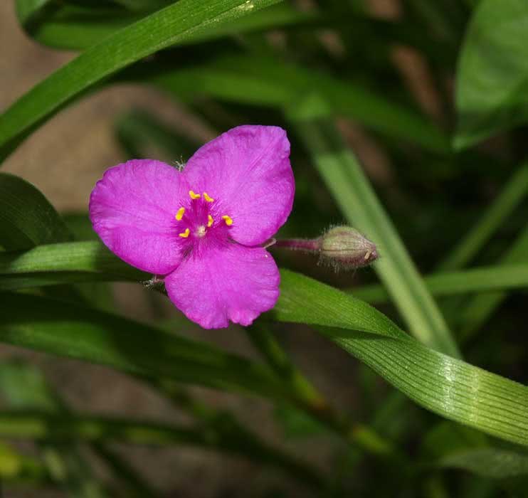 Tradescantia virginiana / tradescantia virginiana Tradescantia virginiana / tradescantia virginiana