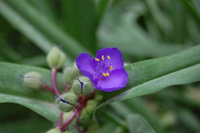 Tradescantia virginiana / tradescantia virginiana Tradescantia virginiana / tradescantia virginiana
