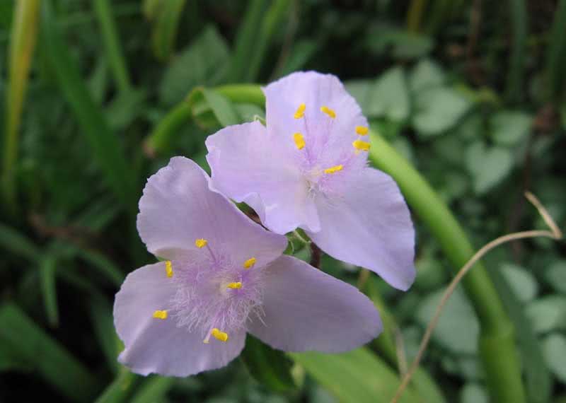 Tradescantia virginiana / tradescantia virginiana Tradescantia virginiana / tradescantia virginiana