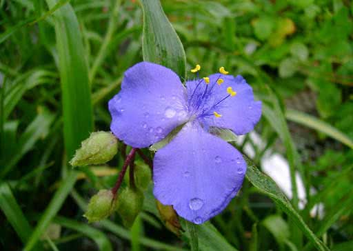 Tradescantia x andersoniana / Anderson's tradescantia Tradescantia x andersoniana / Anderson's tradescantia