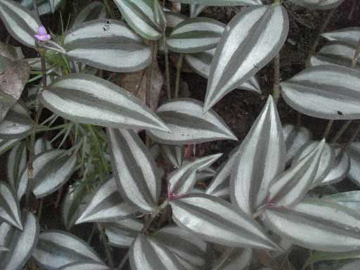 Foto de Tradescantia zebrina (pendula) / Foto de Tradescantia em forma de zebra (pendurada) Tradescantia zebrina (pendula) / tradescantia em forma de zebra (pendurado)