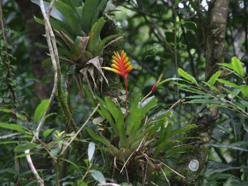 Vriesea carinata / Vriesea keeled Vriesea carinata / Keeled Vriesea
