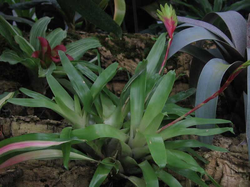 Vriesea carinata / Vriesea keeled Vriesea carinata / Keeled Vriesea