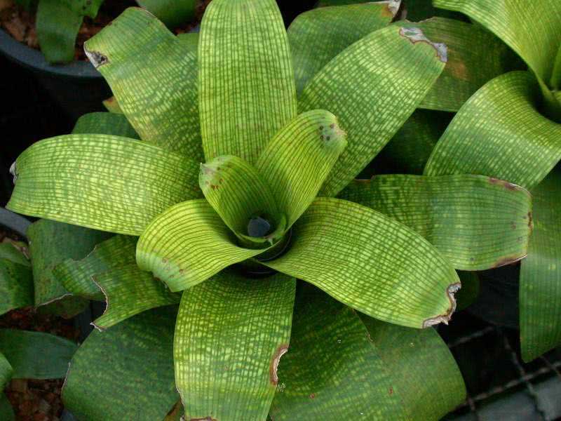 Vriesea fenestralis / vriesea perforatum Vriesea fenestralis / perforatum vriesea