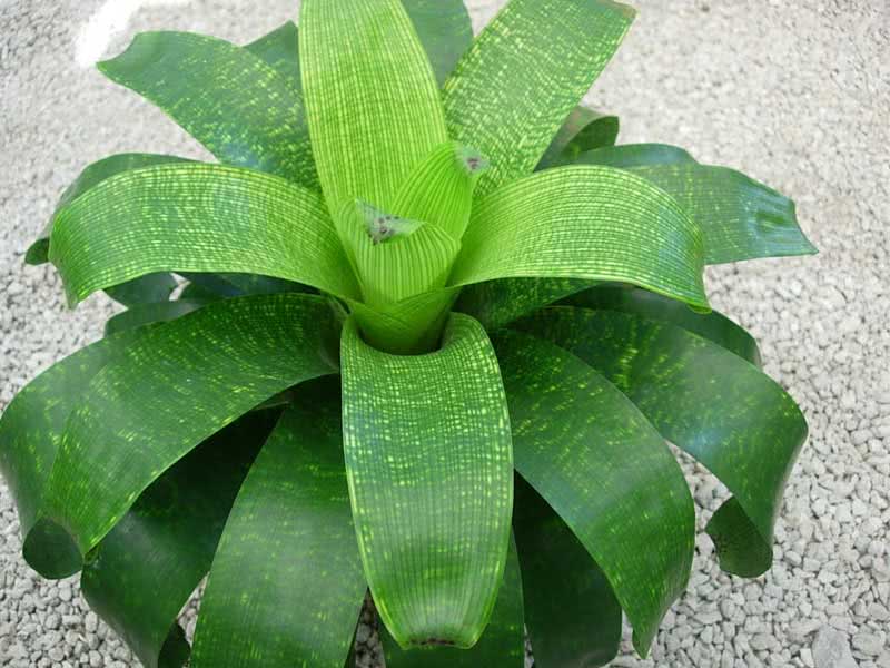 Vriesea fenestralis / vriesea perforatum Vriesea fenestralis / perforatum vriesea