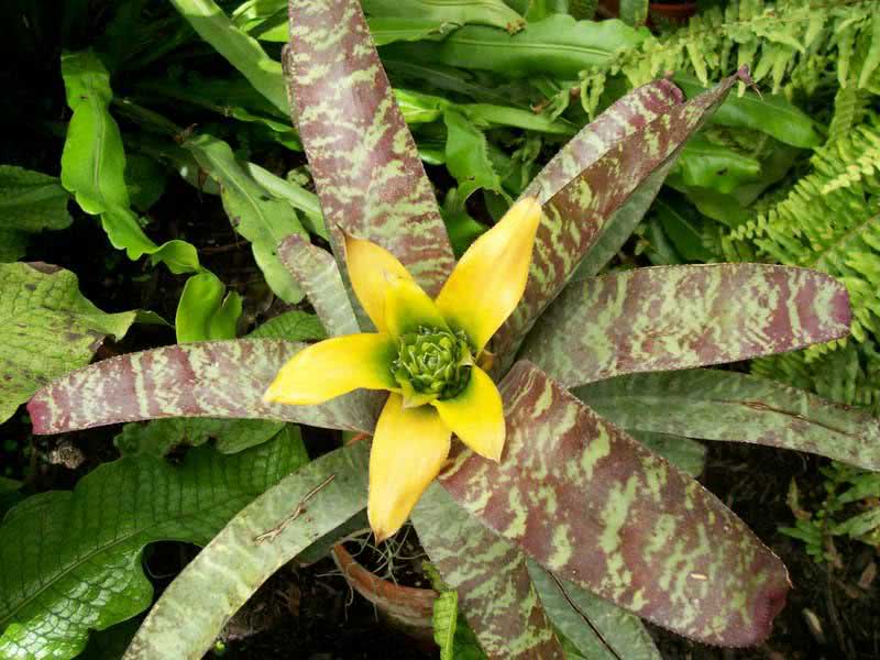 Vriesea fenestralis / vriesea perforatum Vriesea fenestralis / perforatum vriesea