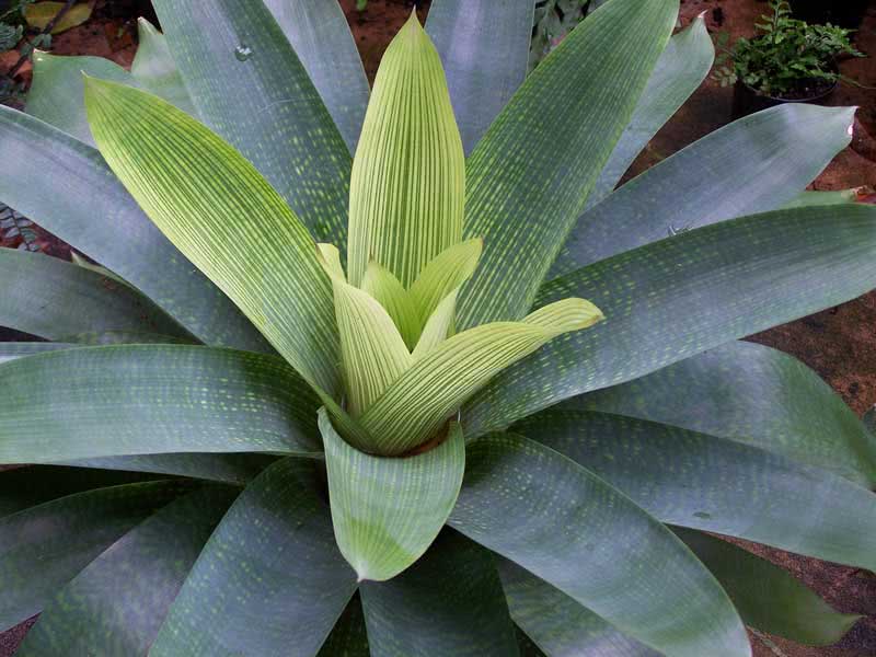Vriesea gigantea / Vriesea gigante Vriesea gigantea / gigante vriesea