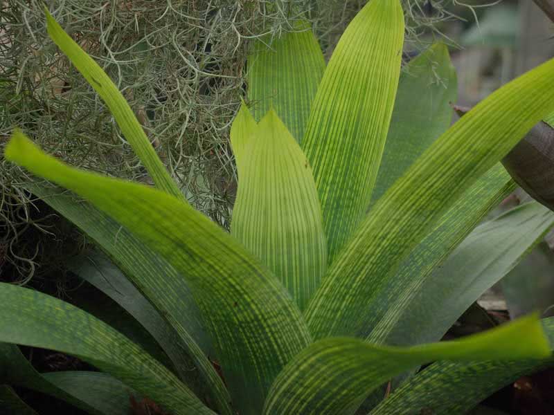 Vriesea gigantea / Vriesea gigante Vriesea gigantea / gigante vriesea