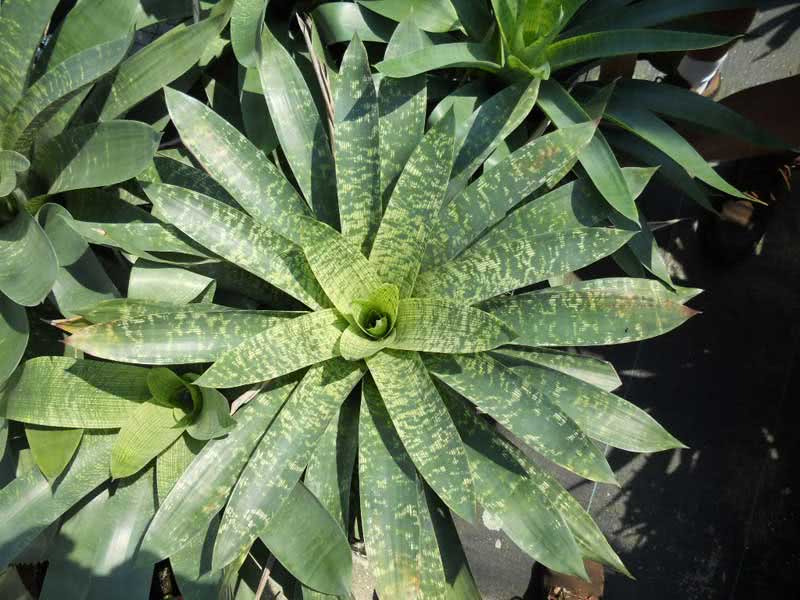 Vriesea gigantea / Vriesea gigante Vriesea gigantea / gigante vriesea