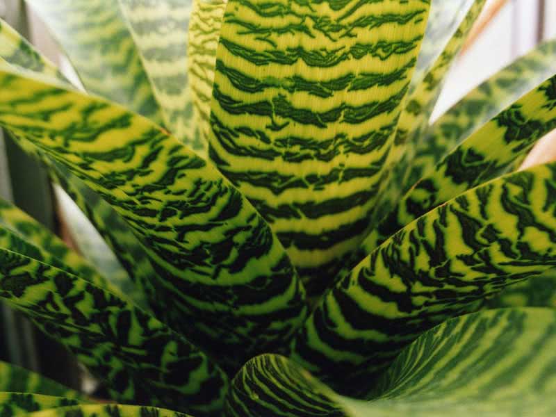 Vriesea hieroglyphica / vriesea hieroglyphic Vriesea hieroglyphica / hieroglyphic vriesea