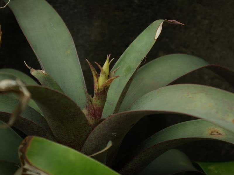 Vriesea saundersii / vriesea Sanders Vriesea saundersii / Vriesea Sanders