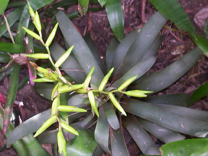 Vriesea saundersii / vriesea Sanders Vriesea saundersii / Vriesea Sanders