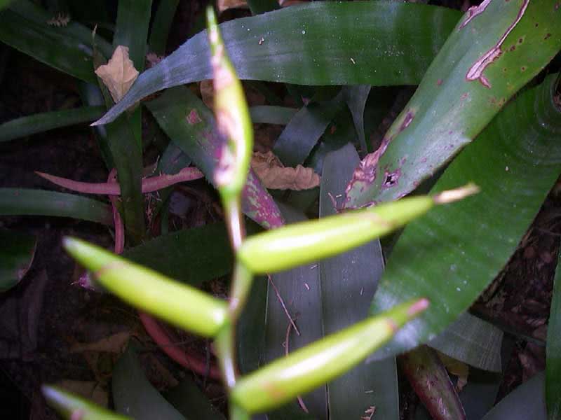 Vriesea saundersii / vriesea Sanders Vriesea saundersii / Vriesea Sanders