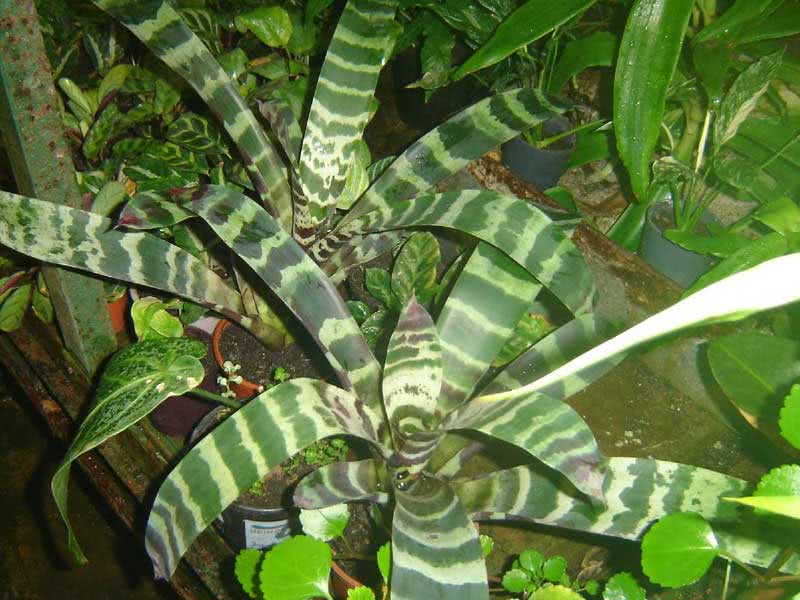 Vriesea splendens / vriesea brilhante (linda) Vriesea splendens / brilhante vriesea (linda)