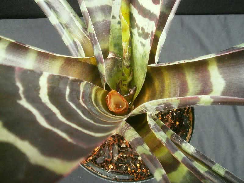 Vriesea splendens / vriesea brilhante (linda) Vriesea splendens / brilhante vriesea (linda)