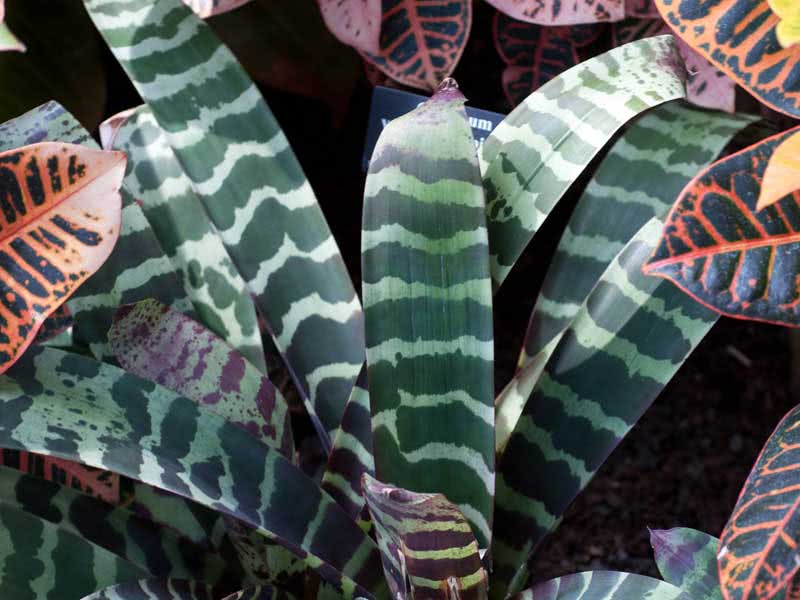 Vriesea splendens / vriesea brilhante (linda) Vriesea splendens / brilhante vriesea (linda)