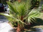 Washingtonia