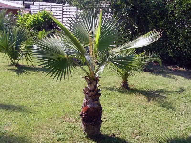 Washingtonia filifera / washingtonia filamentous (filamentoso) Washingtonia filifera / Washingtonia filamentous (filamentoso)