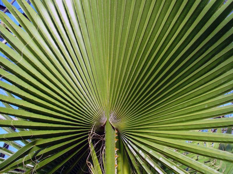 Washingtonia filifera / washingtonia filamentous (filamentoso) Washingtonia filifera / Washingtonia filamentous (filamentoso)