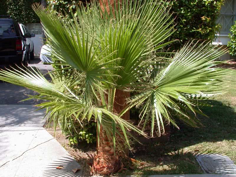 Washingtonia filifera / washingtonia filamentous (filamentoso) Washingtonia filifera / Washingtonia filamentous (filamentoso)