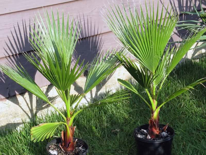 Washingtonia filifera / washingtonia filamentous (filamentoso) Washingtonia filifera / Washingtonia filamentous (filamentoso)
